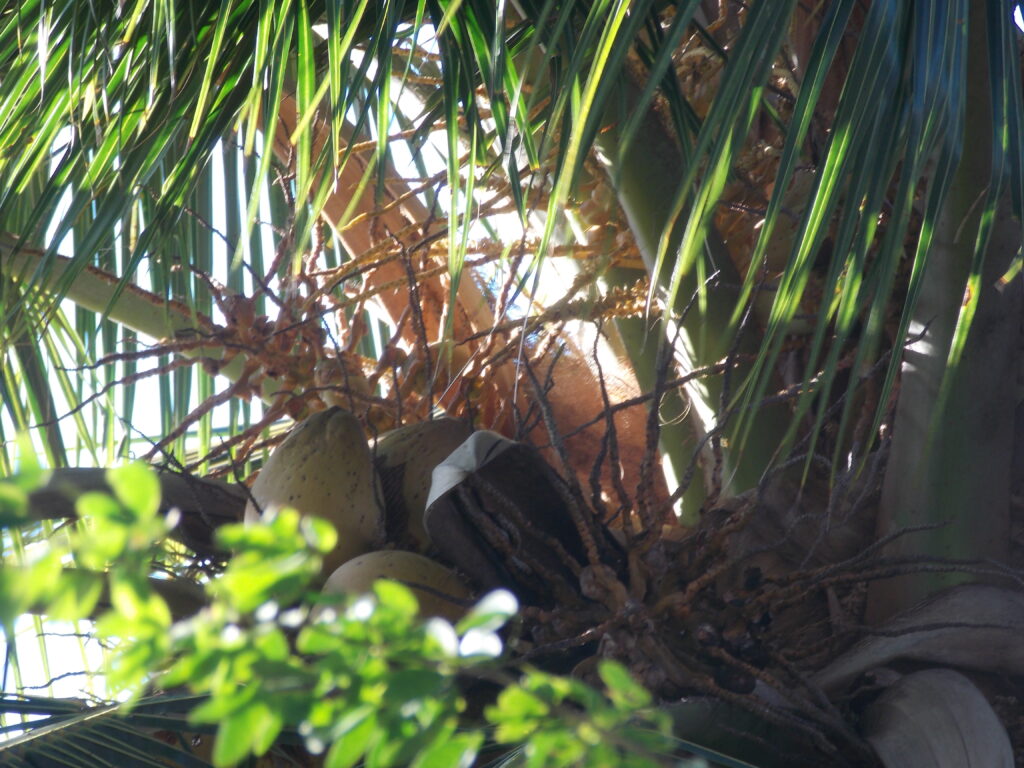 Coconuts in Hawaii